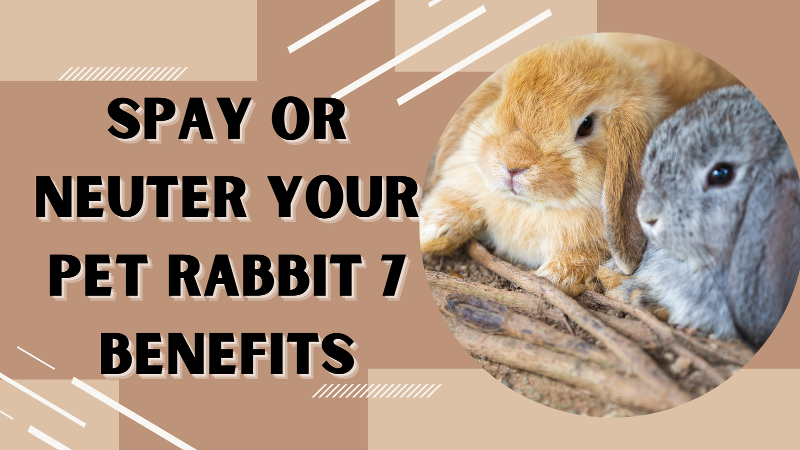 How Much Does It Cost To Neuter A Male Rabbit In Canada at Crystal Orr blog