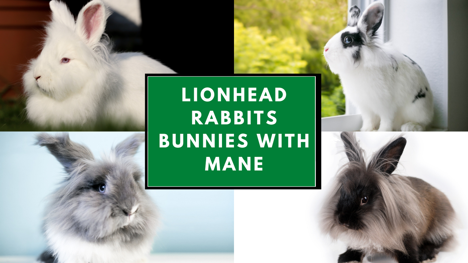 Lionhead Rabbits Bunnies with Mane The Rabbit Hop