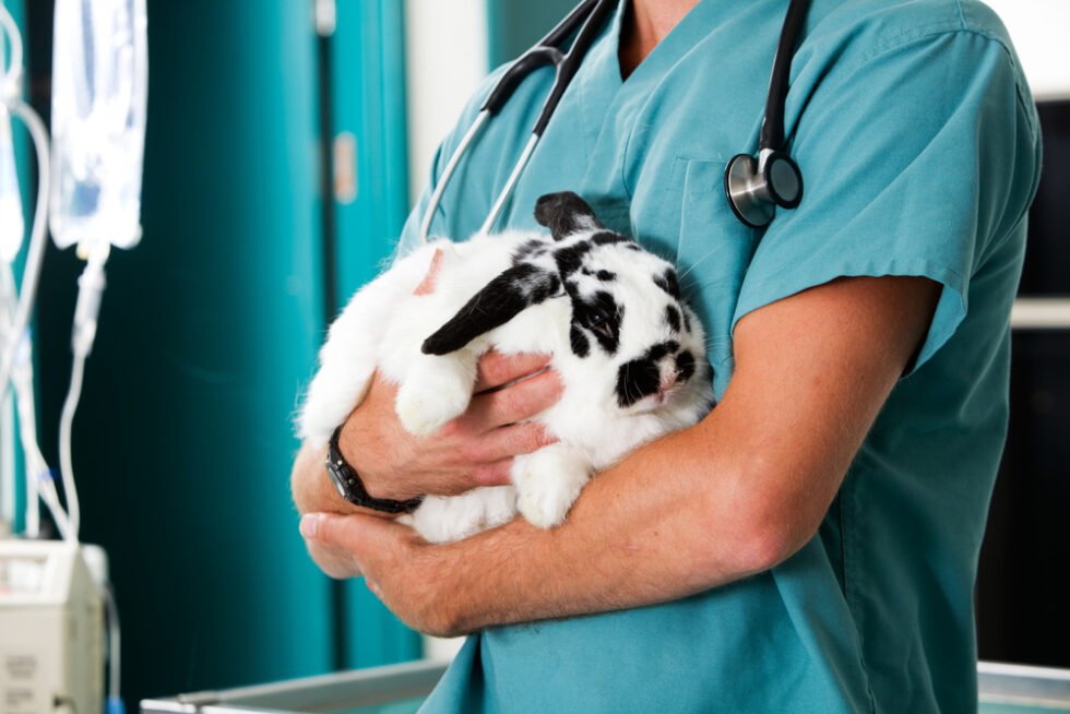 Senior Rabbit Care Guide The Rabbit Hop