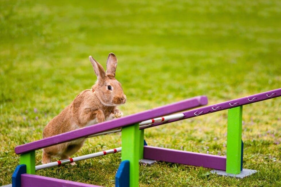 7 Fun Ways to Exercise Your Pet Rabbit The Rabbit Hop