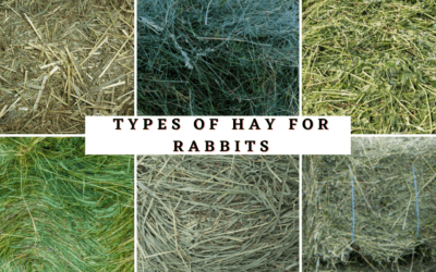 Types of Hay for Rabbits
