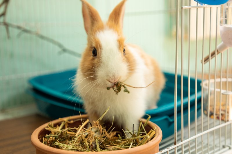 dutch rabbit eating hay