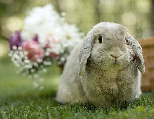 Holland Lop