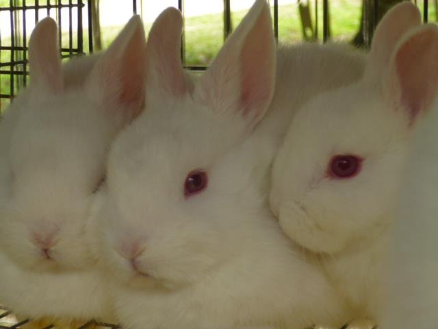 Netherland Dwarf Rabbits: Unique Tiny Friends - The Rabbit Hop