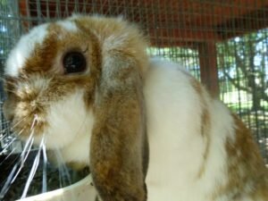 A lop eared rabbit inside its enclosure