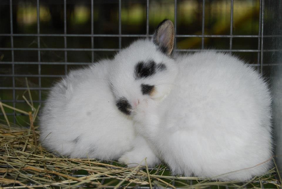 Netherland Dwarf Rabbits Unique Tiny Friends The Rabbit Hop