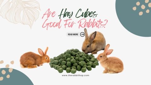 Are Hay Cubes Good For Rabbits?