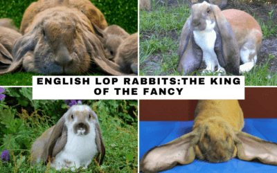English Lop Rabbits: The King of the Fancy