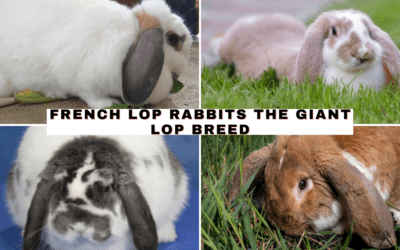 French Lop Rabbits: The Giant Lop Breed