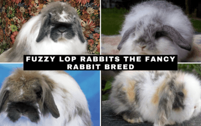 Fuzzy Lop Rabbits: The Fancy Rabbit Breed
