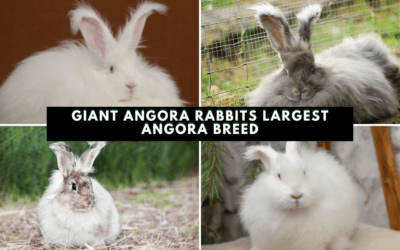 Giant Angora Rabbits: Largest Angora Breed