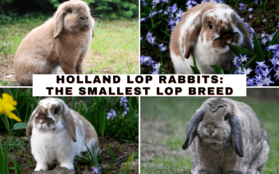 Holland Lop Rabbits: The Smallest Lop Breed