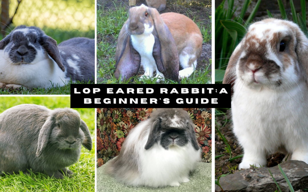 Lop Eared Rabbit: A Beginner's Guide - The Rabbit Hop