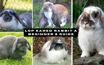 Lop Eared Rabbit: A Beginner’s Guide