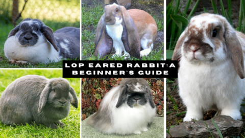 Lop Eared Rabbit: A Beginner's Guide - The Rabbit Hop