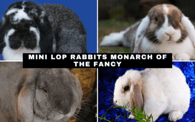 Mini Lop Rabbits: Monarch of the Fancy