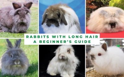 Rabbits with Long Hair: A Beginner’s Guide