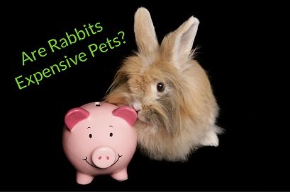 Are Rabbits Expensive Pets?