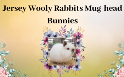 Jersey Wooly Rabbits: Mug-head Bunnies