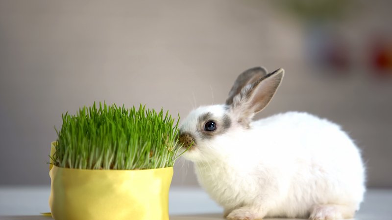best rabbit food best rabbit food