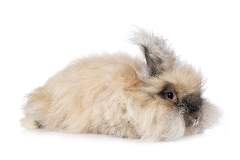 English Angora Rabbits