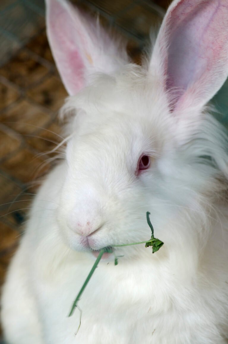 Giant Angora Rabbits Largest Angora Breed The Rabbit Hop 2886