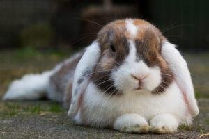 Mini lop eared rabbit