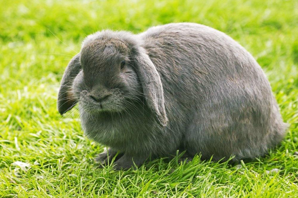 French Lop Rabbits: The Giant Lop Breed - The Rabbit Hop