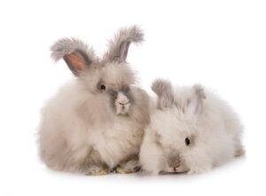 English Angora Rabbits