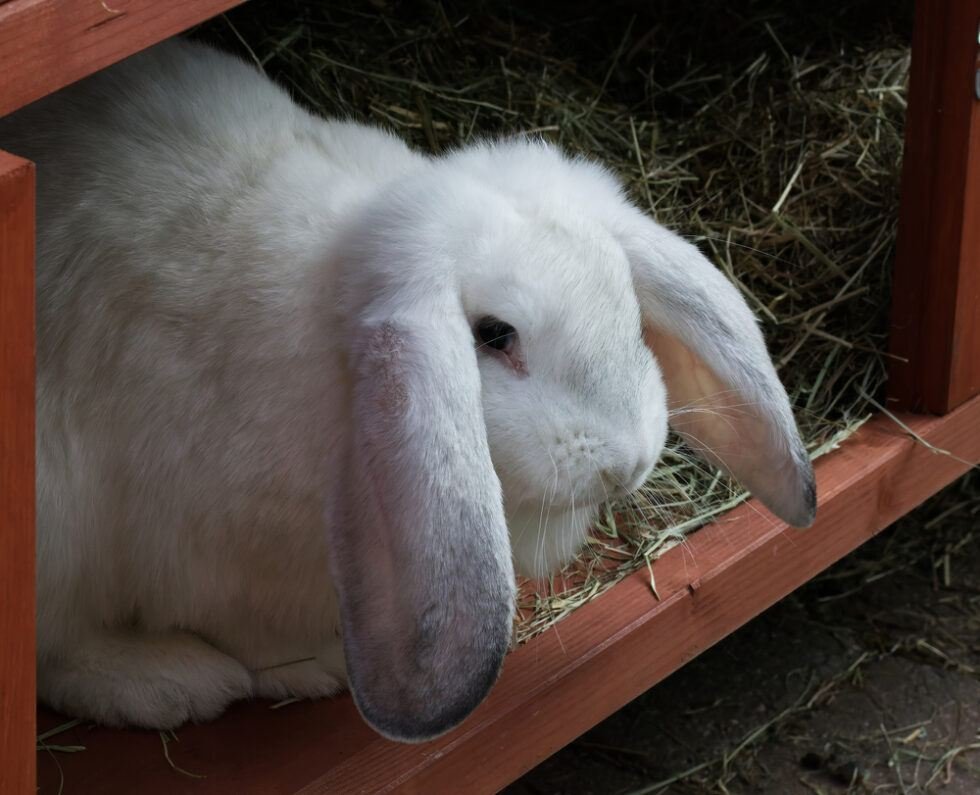 lop-eared-rabbit-a-beginner-s-guide-the-rabbit-hop