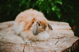 american fuzzy lop eared rabbit