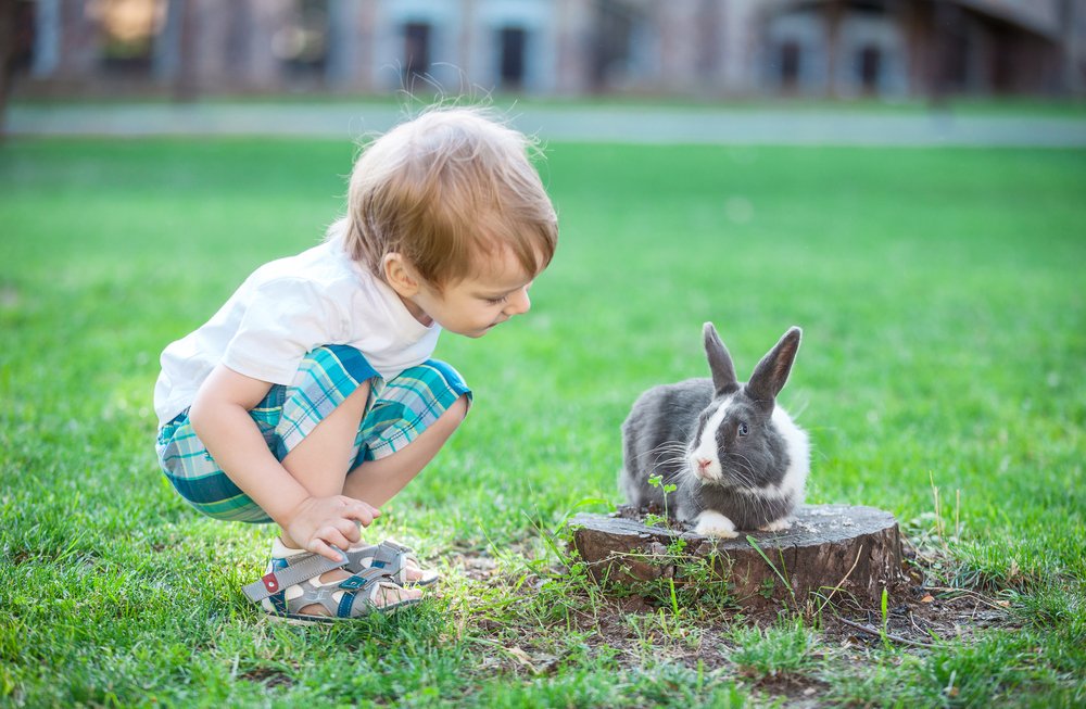 rabbits are great pets for all ages