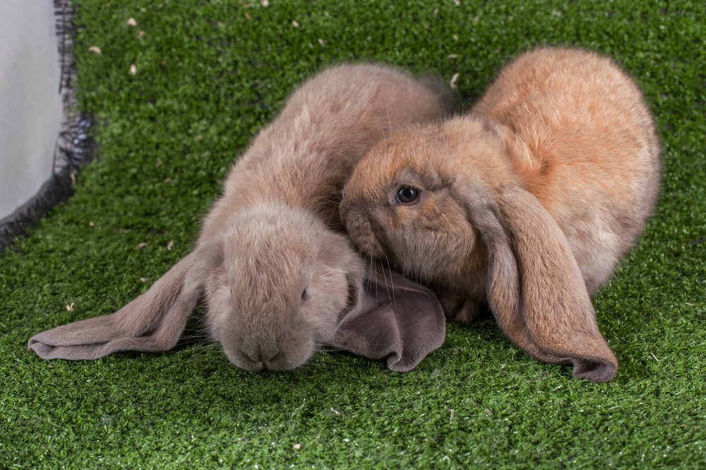 English lop eared rabbit