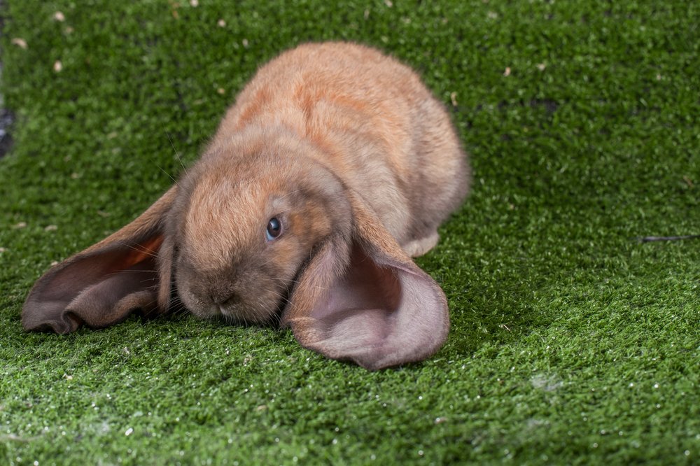 English Lop - Overlong Ears - UFAW