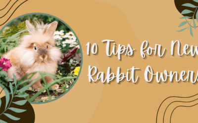 10 Tips for New Rabbit Owners