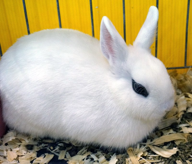 Bunny sitting on its bedding