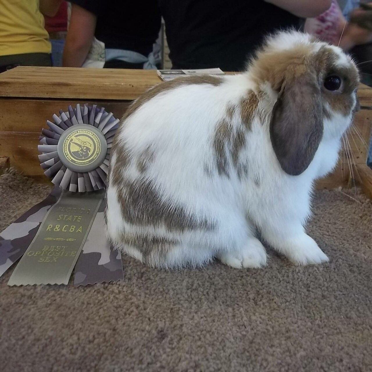 Rabbit Activities and Sports - The Rabbit Hop