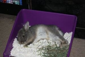 A pet rabbit relaxing inside its litter box