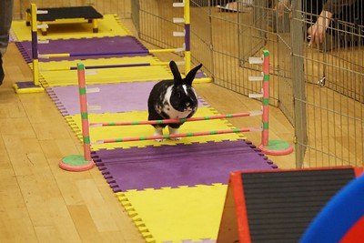 Rabbit Agility Contests - The Rabbit Hop