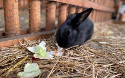 Best bedding for rabbits