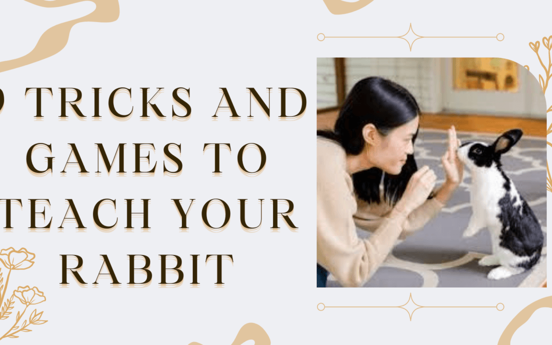 9 Tricks and games to teach your rabbit