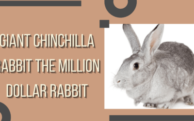 Giant Chinchilla Rabbit: The Million Dollar Rabbit