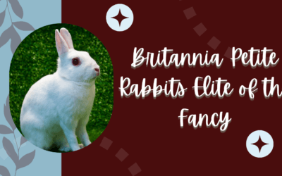 Britannia Petite Rabbits: Elite of the Fancy