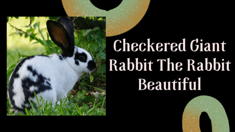 Checkered Giant Rabbit: The Rabbit Beautiful - The Rabbit Hop