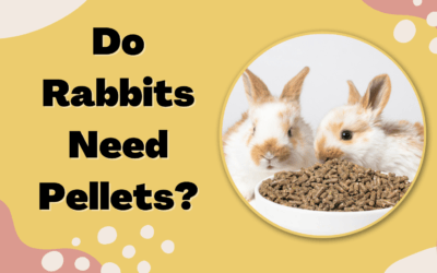 Do Rabbits Need Pellets?