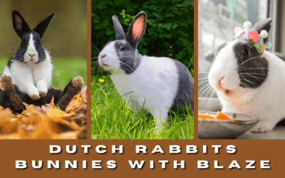 Dutch Rabbits: Bunnies with Blaze