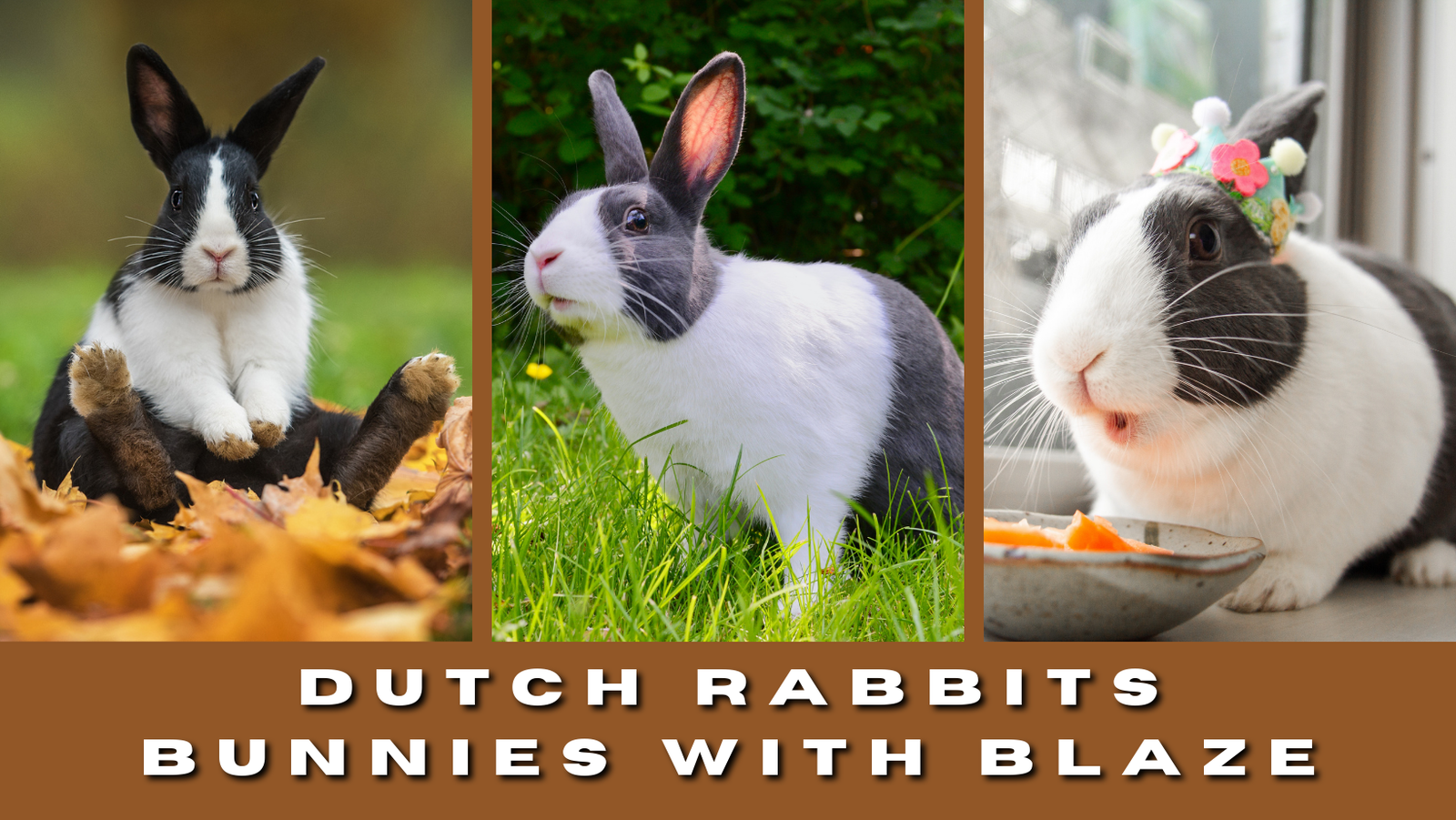 Dutch Rabbits: Bunnies with Blaze - The Rabbit Hop