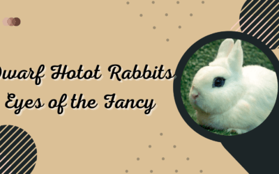 Dwarf Hotot Rabbits: Eyes of the Fancy