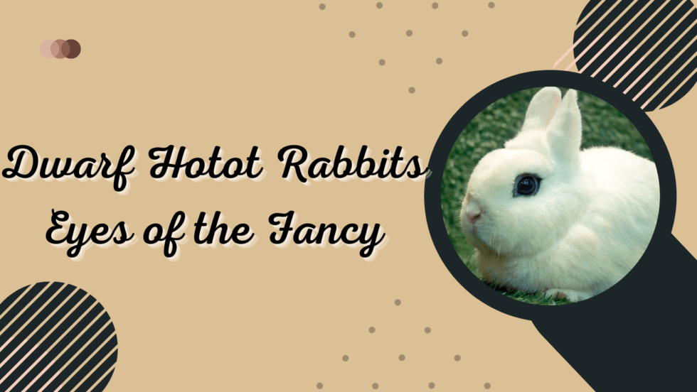 Dwarf Hotot Rabbits Eyes Of The Fancy The Rabbit Hop