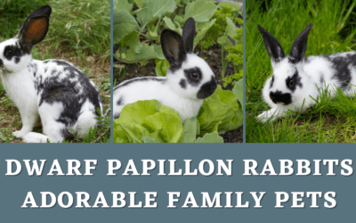 Dwarf Papillon Rabbits: Adorable Family Pets